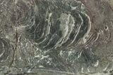 Polished Neoproterozoic Stromatolite (Minjaria) Slab - Russia #363049-1